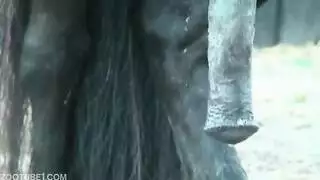 شقي ذيل حصان مثلي الجنس الأسود ذكر